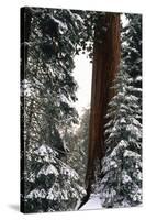 Giant Forest, Giant Sequoia Trees in Snow, Sequoia National Park, California, USA-Inger Hogstrom-Stretched Canvas