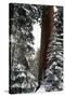 Giant Forest, Giant Sequoia Trees in Snow, Sequoia National Park, California, USA-Inger Hogstrom-Stretched Canvas