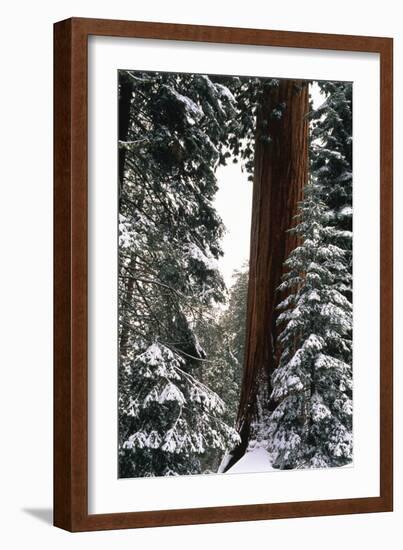 Giant Forest, Giant Sequoia Trees in Snow, Sequoia National Park, California, USA-Inger Hogstrom-Framed Photographic Print