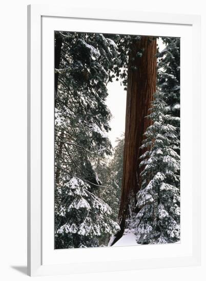 Giant Forest, Giant Sequoia Trees in Snow, Sequoia National Park, California, USA-Inger Hogstrom-Framed Photographic Print