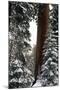 Giant Forest, Giant Sequoia Trees in Snow, Sequoia National Park, California, USA-Inger Hogstrom-Mounted Photographic Print