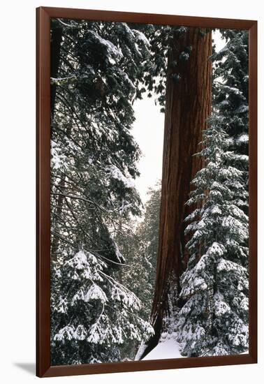 Giant Forest, Giant Sequoia Trees in Snow, Sequoia National Park, California, USA-Inger Hogstrom-Framed Photographic Print