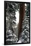 Giant Forest, Giant Sequoia Trees in Snow, Sequoia National Park, California, USA-Inger Hogstrom-Framed Photographic Print