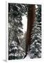 Giant Forest, Giant Sequoia Trees in Snow, Sequoia National Park, California, USA-Inger Hogstrom-Framed Premium Photographic Print