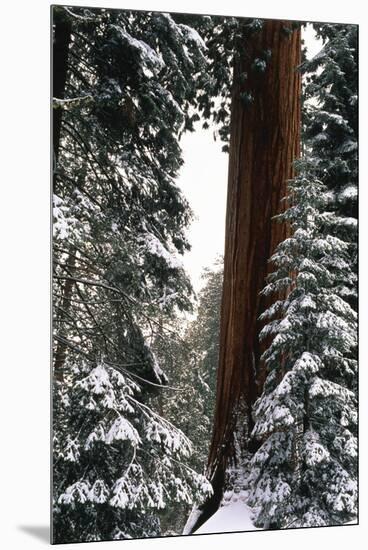 Giant Forest, Giant Sequoia Trees in Snow, Sequoia National Park, California, USA-Inger Hogstrom-Mounted Premium Photographic Print
