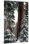 Giant Forest, Giant Sequoia Trees in Snow, Sequoia National Park, California, USA-Inger Hogstrom-Mounted Premium Photographic Print