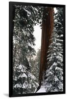 Giant Forest, Giant Sequoia Trees in Snow, Sequoia National Park, California, USA-Inger Hogstrom-Framed Premium Photographic Print