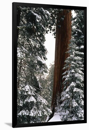 Giant Forest, Giant Sequoia Trees in Snow, Sequoia National Park, California, USA-Inger Hogstrom-Framed Premium Photographic Print