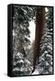 Giant Forest, Giant Sequoia Trees in Snow, Sequoia National Park, California, USA-Inger Hogstrom-Framed Stretched Canvas