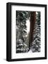 Giant Forest, Giant Sequoia Trees in Snow, Sequoia National Park, California, USA-Inger Hogstrom-Framed Photographic Print