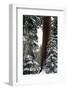 Giant Forest, Giant Sequoia Trees in Snow, Sequoia National Park, California, USA-Inger Hogstrom-Framed Photographic Print