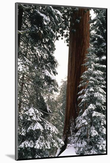 Giant Forest, Giant Sequoia Trees in Snow, Sequoia National Park, California, USA-Inger Hogstrom-Mounted Photographic Print