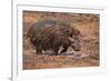 Giant Forest Hog-DLILLC-Framed Photographic Print