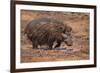 Giant Forest Hog-DLILLC-Framed Photographic Print