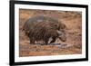 Giant Forest Hog-DLILLC-Framed Photographic Print