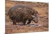 Giant Forest Hog-DLILLC-Mounted Photographic Print