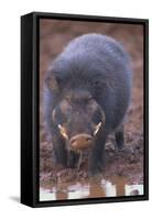 Giant Forest Wart Hog at Salt Lick-DLILLC-Framed Stretched Canvas