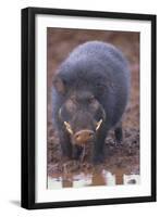 Giant Forest Wart Hog at Salt Lick-DLILLC-Framed Premium Photographic Print