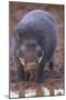 Giant Forest Wart Hog at Salt Lick-DLILLC-Mounted Premium Photographic Print