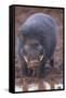 Giant Forest Wart Hog at Salt Lick-DLILLC-Framed Stretched Canvas