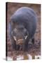 Giant Forest Wart Hog at Salt Lick-DLILLC-Stretched Canvas