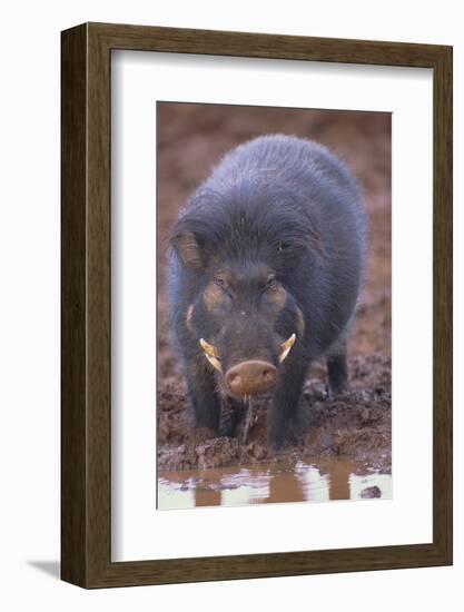 Giant Forest Wart Hog at Salt Lick-DLILLC-Framed Photographic Print