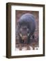 Giant Forest Wart Hog at Salt Lick-DLILLC-Framed Photographic Print