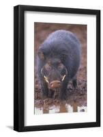 Giant Forest Wart Hog at Salt Lick-DLILLC-Framed Photographic Print