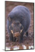 Giant Forest Wart Hog at Salt Lick-DLILLC-Mounted Photographic Print