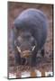 Giant Forest Wart Hog at Salt Lick-DLILLC-Mounted Photographic Print