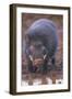 Giant Forest Wart Hog at Salt Lick-DLILLC-Framed Photographic Print