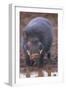 Giant Forest Wart Hog at Salt Lick-DLILLC-Framed Photographic Print