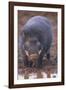 Giant Forest Wart Hog at Salt Lick-DLILLC-Framed Photographic Print