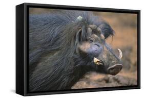 Giant Forest Wart Hog-DLILLC-Framed Stretched Canvas