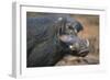 Giant Forest Wart Hog-DLILLC-Framed Premium Photographic Print