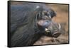 Giant Forest Wart Hog-DLILLC-Framed Stretched Canvas