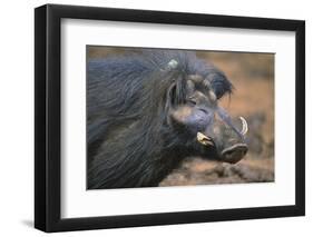 Giant Forest Wart Hog-DLILLC-Framed Premium Photographic Print