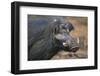 Giant Forest Wart Hog-DLILLC-Framed Premium Photographic Print