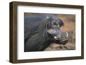 Giant Forest Wart Hog-DLILLC-Framed Photographic Print