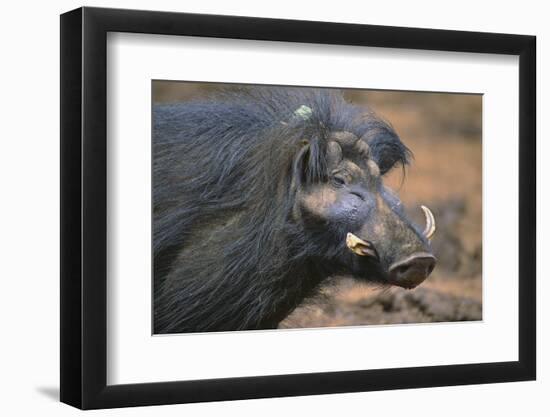 Giant Forest Wart Hog-DLILLC-Framed Photographic Print