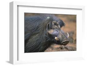 Giant Forest Wart Hog-DLILLC-Framed Photographic Print