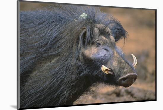 Giant Forest Wart Hog-DLILLC-Mounted Photographic Print