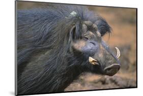 Giant Forest Wart Hog-DLILLC-Mounted Photographic Print