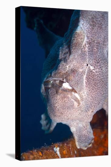 Giant Frogfish (Antennarius Commersonii) Can Grow to 30 Cm and Is Commonly Encountered by Divers-Louise Murray-Stretched Canvas