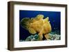 Giant Frogfish (Antennarius Commersonii), Pacific Ocean, Panglao Island.-Reinhard Dirscherl-Framed Photographic Print