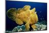 Giant Frogfish (Antennarius Commersonii), Pacific Ocean, Panglao Island.-Reinhard Dirscherl-Mounted Photographic Print