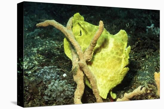 Giant Frogfish-Hal Beral-Stretched Canvas