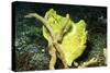 Giant Frogfish-Hal Beral-Stretched Canvas