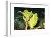 Giant Frogfish-Hal Beral-Framed Premium Photographic Print