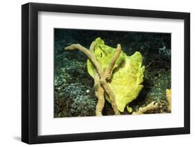 Giant Frogfish-Hal Beral-Framed Photographic Print